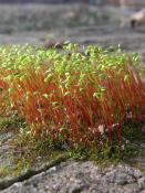 DALEP  TT Traitement Toitures-Terrasses Prêt à l'Emploi - Bidon 5L