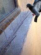 DALEP BIRD GUARD 4 Pics Anti-Oiseaux - Longueur 1m (2x50cm)