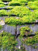 DALEP  PE éco·R Traitement Prêt à l'Emploi - Bidon 20L