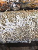 DALEP  ANTI-MÉRULE Traitement Concentré - Bidon 5L